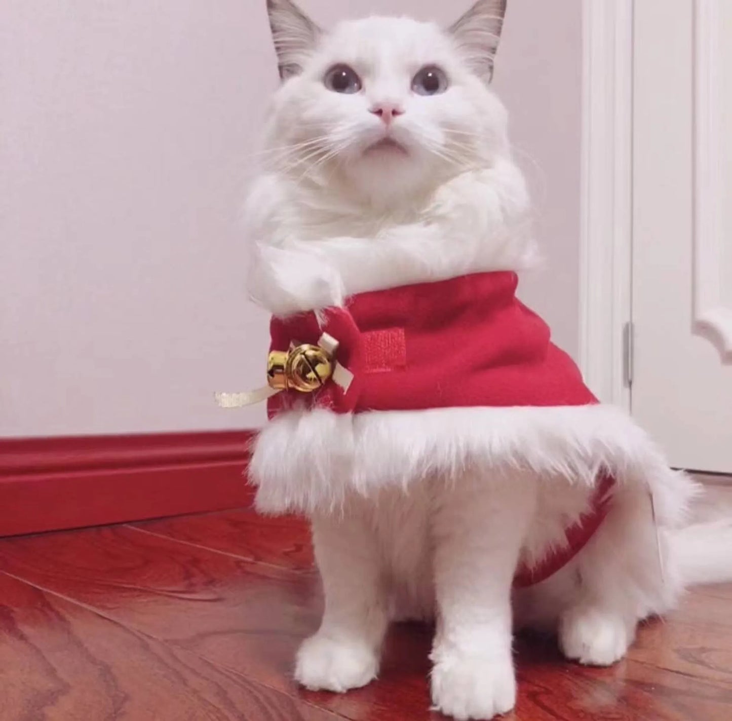 Merry Christmas Pets Beautiful Clothes